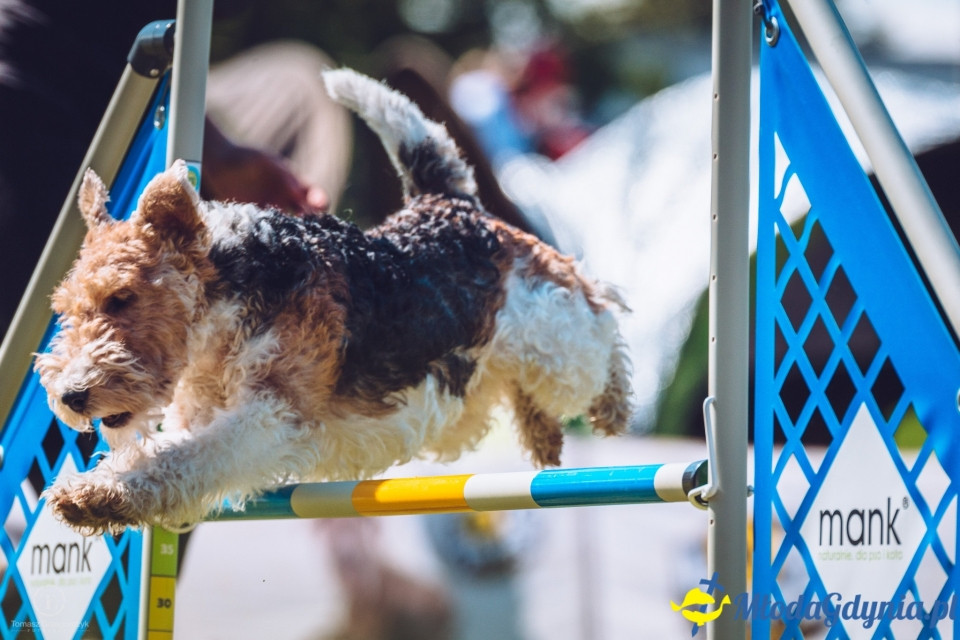 XXIV Krajowa Wystawa Psów Rasowych - National Dog Show (CAC)