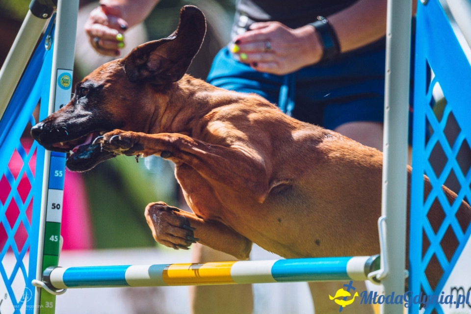 XXIV Krajowa Wystawa Psów Rasowych - National Dog Show (CAC)