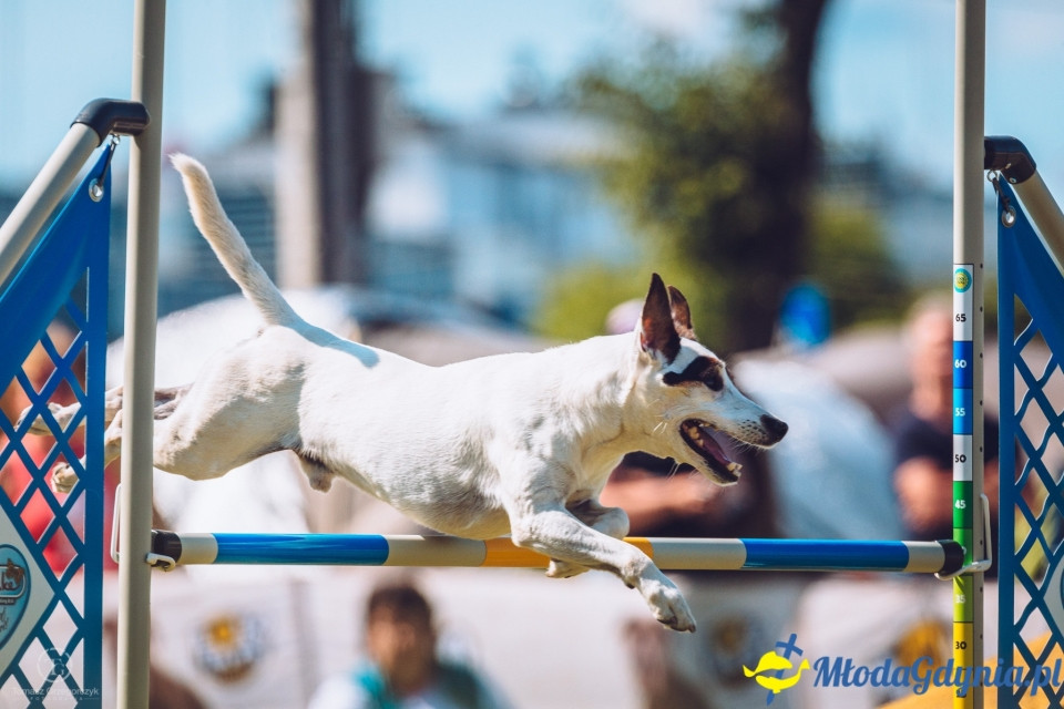 XXIV Krajowa Wystawa Psów Rasowych - National Dog Show (CAC)