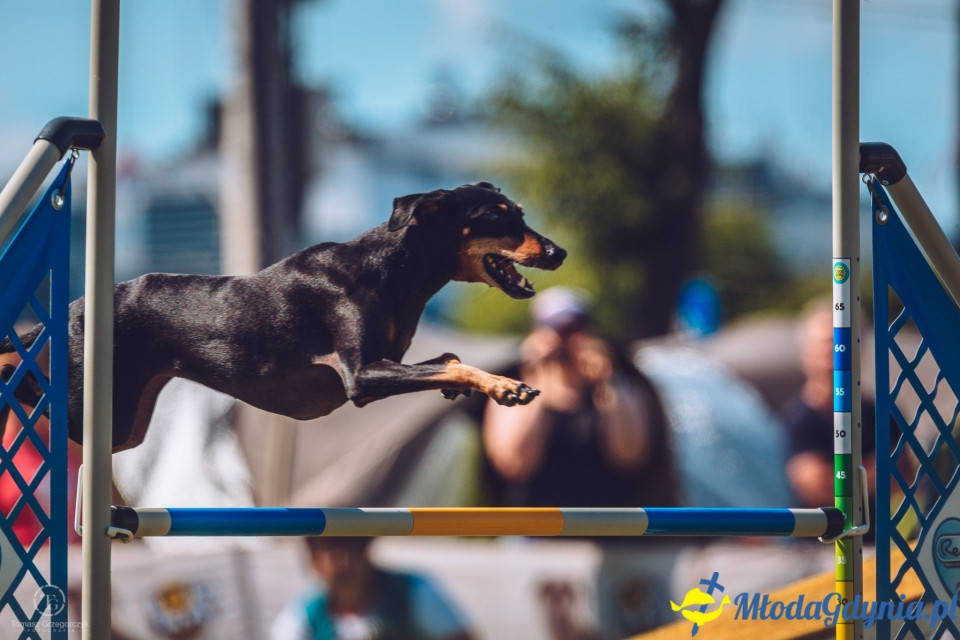 XXIV Krajowa Wystawa Psów Rasowych - National Dog Show (CAC)