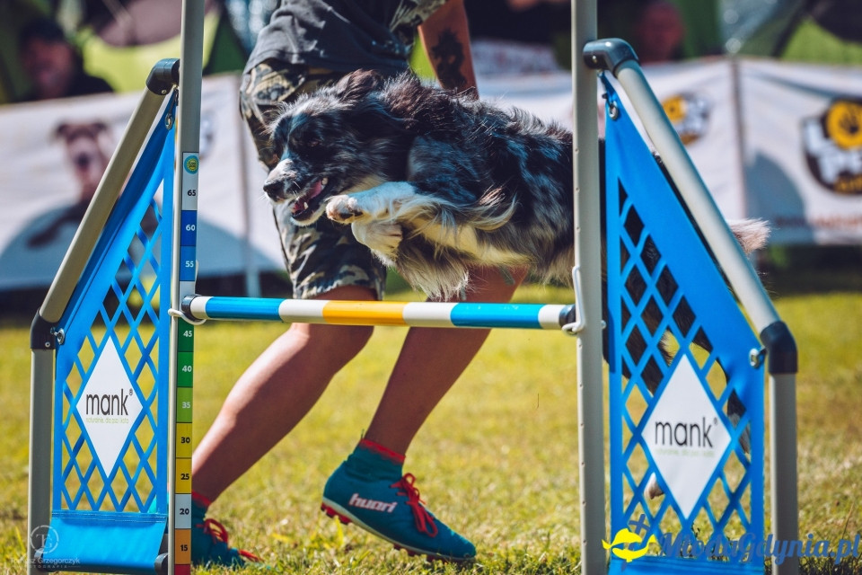 XXIV Krajowa Wystawa Psów Rasowych - National Dog Show (CAC)