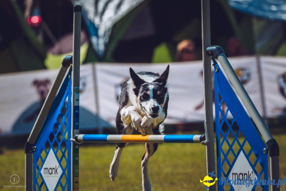 XXIV Krajowa Wystawa Psów Rasowych - National Dog Show (CAC)