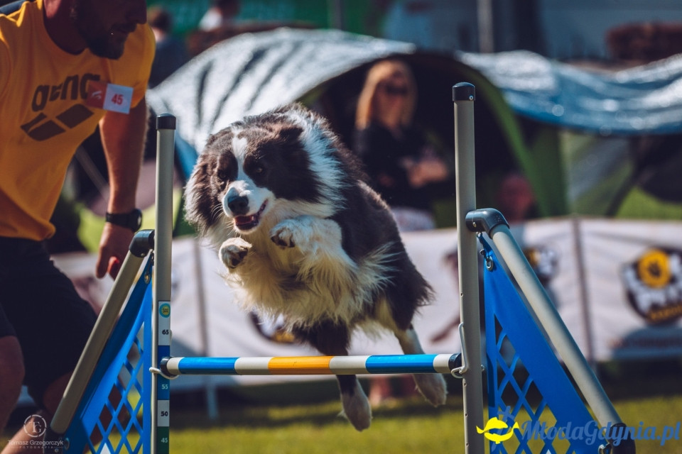 XXIV Krajowa Wystawa Psów Rasowych - National Dog Show (CAC)