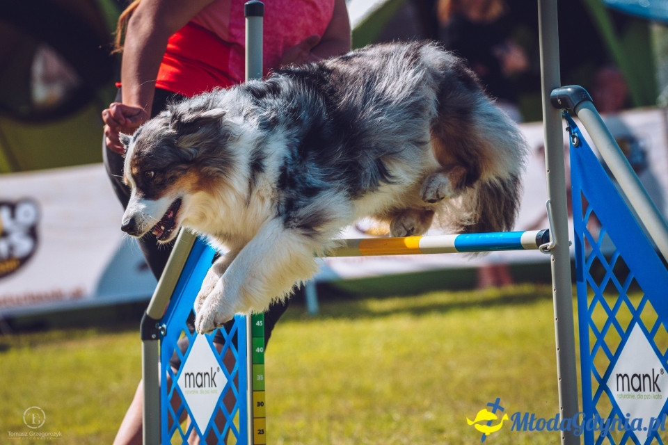 XXIV Krajowa Wystawa Psów Rasowych - National Dog Show (CAC)