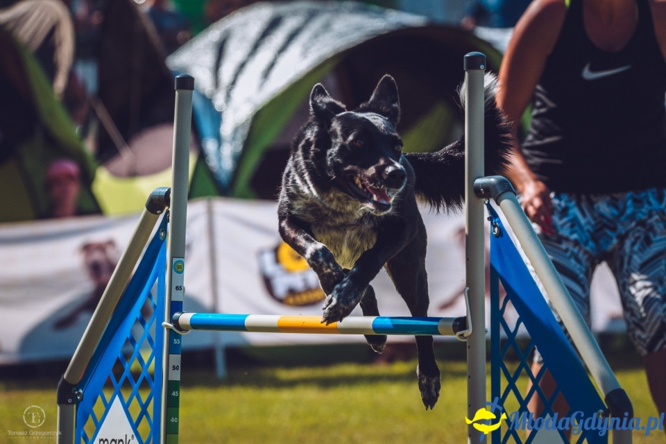 XXIV Krajowa Wystawa Psów Rasowych - National Dog Show (CAC)