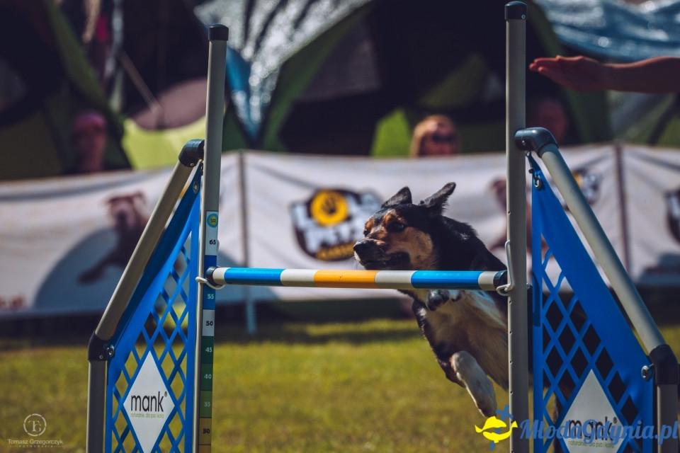 XXIV Krajowa Wystawa Psów Rasowych - National Dog Show (CAC)