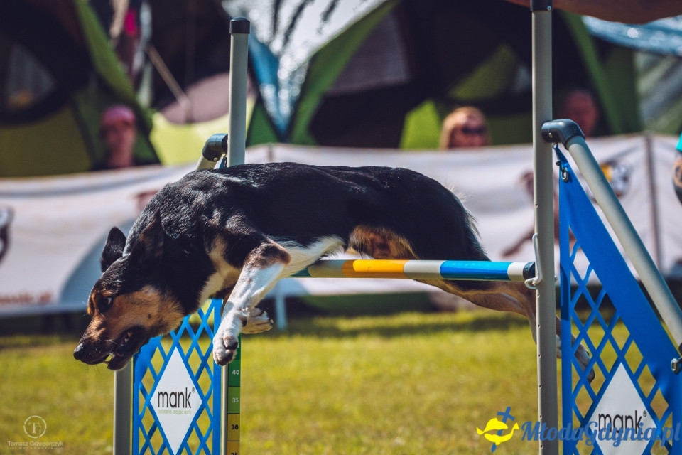 XXIV Krajowa Wystawa Psów Rasowych - National Dog Show (CAC)