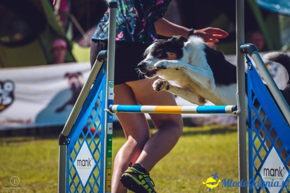 XXIV Krajowa Wystawa Psów Rasowych - National Dog Show (CAC)