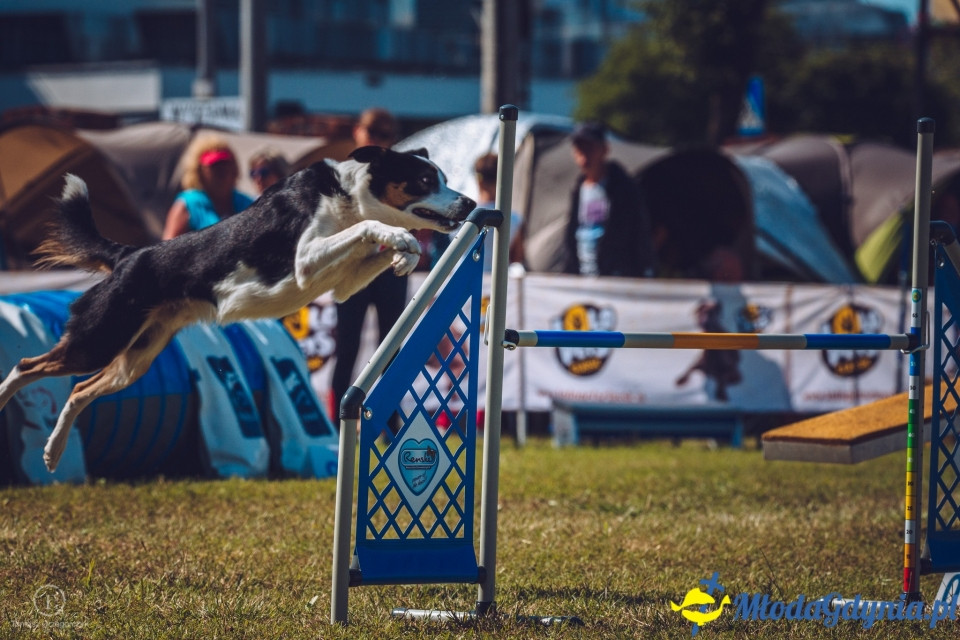 XXIV Krajowa Wystawa Psów Rasowych - National Dog Show (CAC)