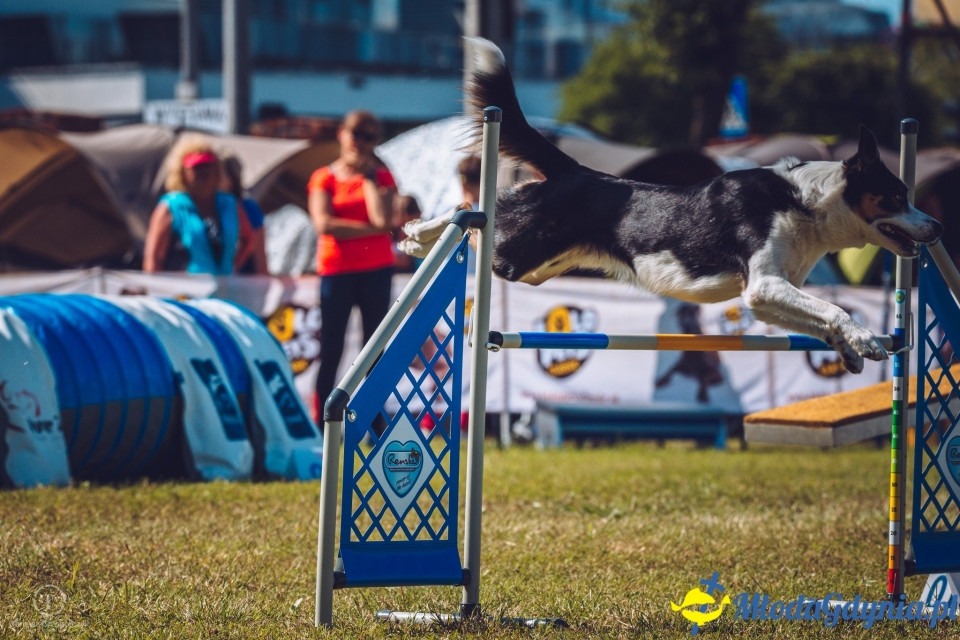 XXIV Krajowa Wystawa Psów Rasowych - National Dog Show (CAC)