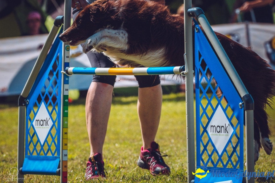 XXIV Krajowa Wystawa Psów Rasowych - National Dog Show (CAC)