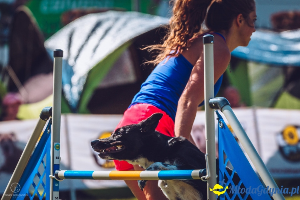 XXIV Krajowa Wystawa Psów Rasowych - National Dog Show (CAC)