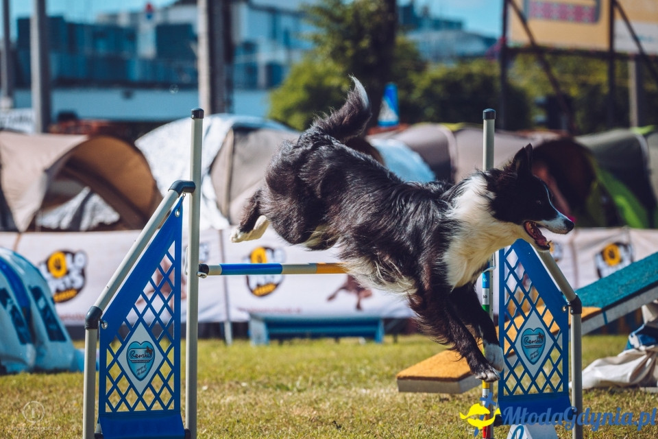 XXIV Krajowa Wystawa Psów Rasowych - National Dog Show (CAC)