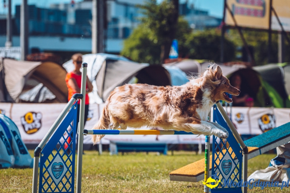 XXIV Krajowa Wystawa Psów Rasowych - National Dog Show (CAC)