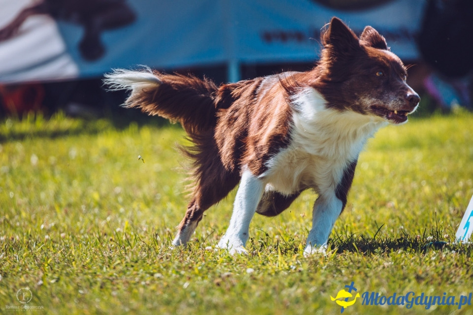 XXIV Krajowa Wystawa Psów Rasowych - National Dog Show (CAC)