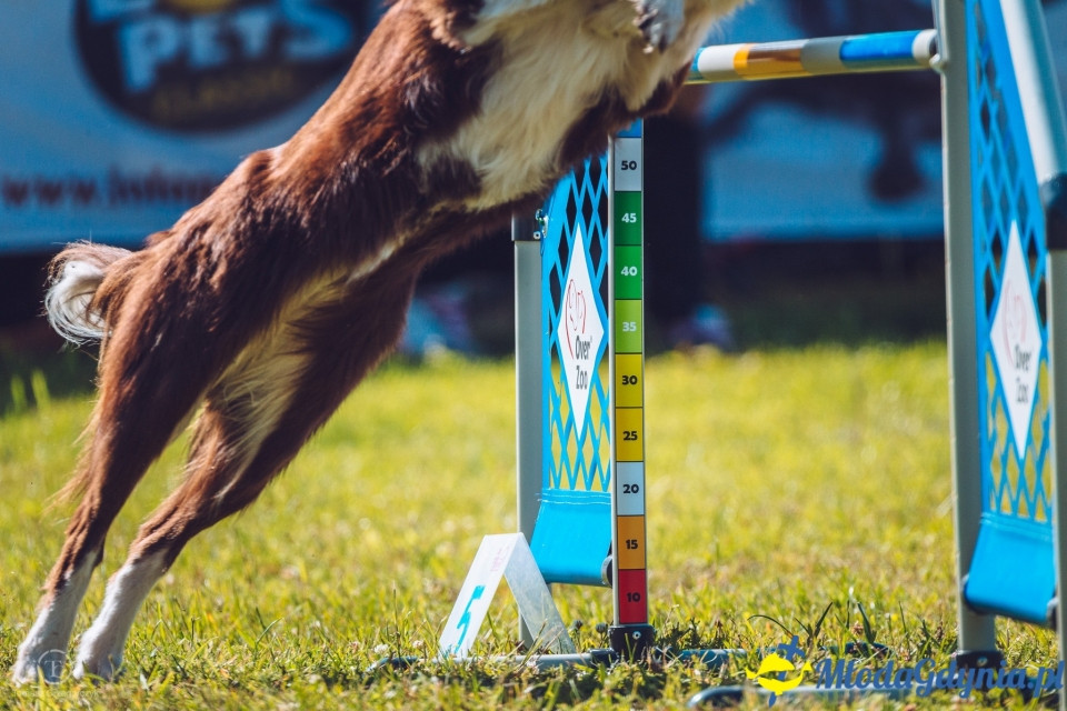 XXIV Krajowa Wystawa Psów Rasowych - National Dog Show (CAC)