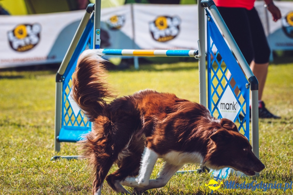 XXIV Krajowa Wystawa Psów Rasowych - National Dog Show (CAC)