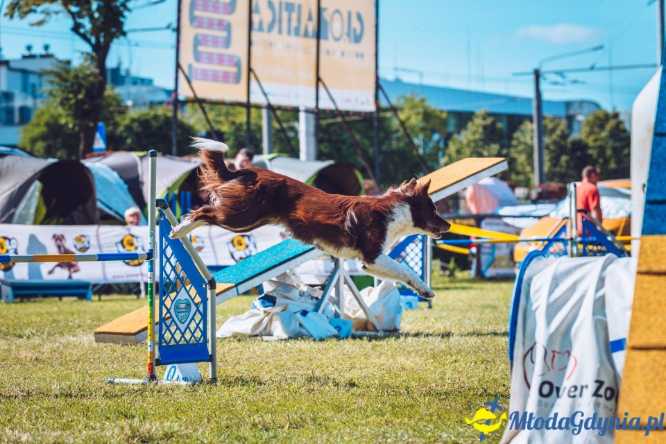 XXIV Krajowa Wystawa Psów Rasowych - National Dog Show (CAC)
