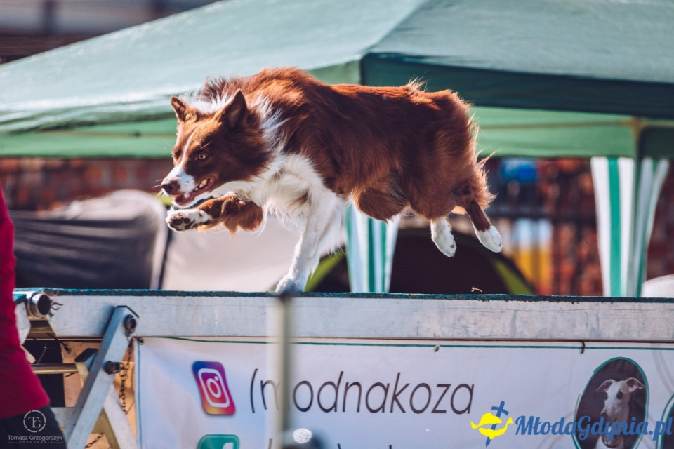 XXIV Krajowa Wystawa Psów Rasowych - National Dog Show (CAC)