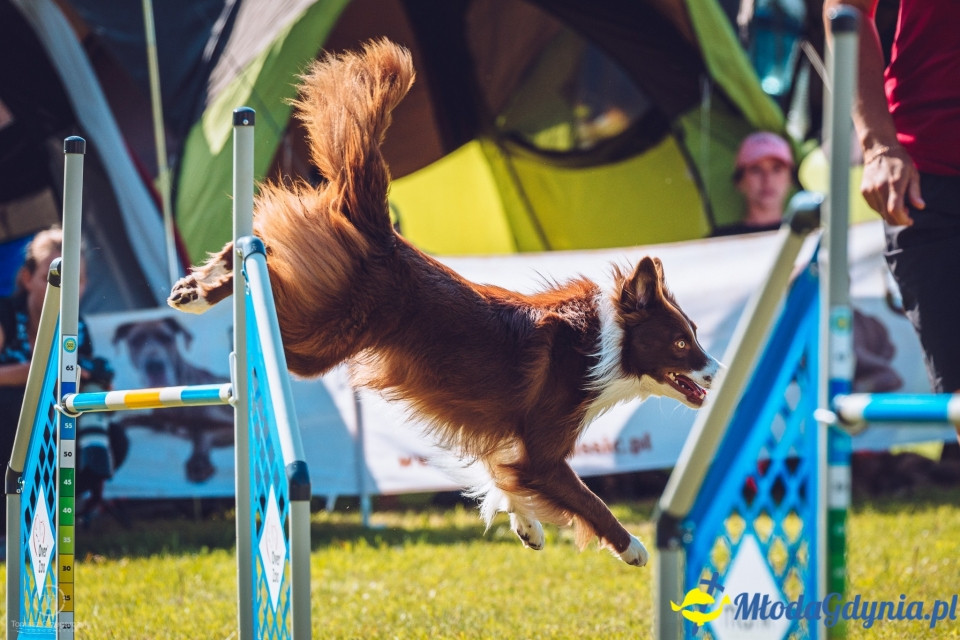 XXIV Krajowa Wystawa Psów Rasowych - National Dog Show (CAC)