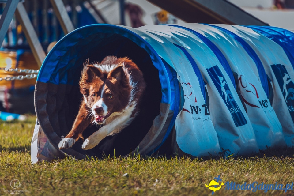 XXIV Krajowa Wystawa Psów Rasowych - National Dog Show (CAC)