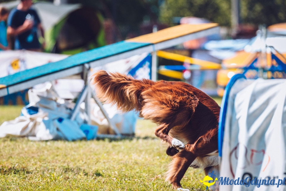 XXIV Krajowa Wystawa Psów Rasowych - National Dog Show (CAC)