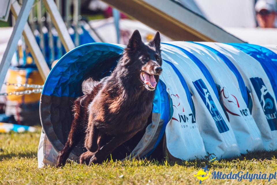 XXIV Krajowa Wystawa Psów Rasowych - National Dog Show (CAC)