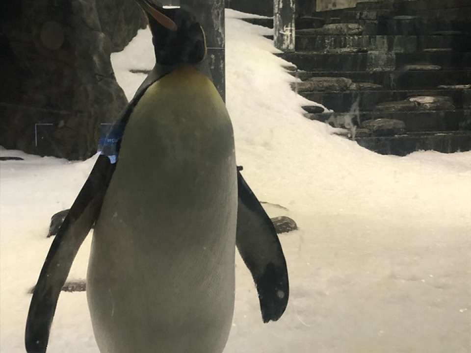 Uczniowie ZSJ w Australii