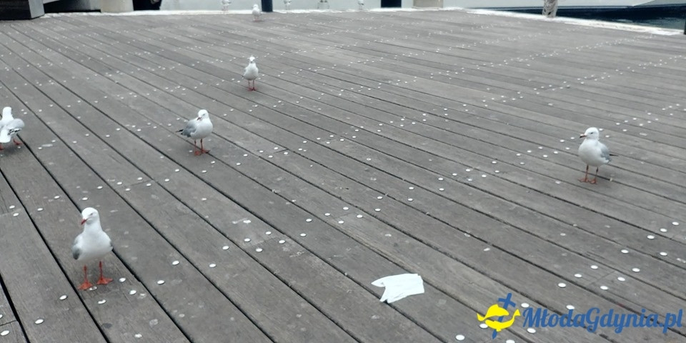 Uczniowie ZSJ w Australii