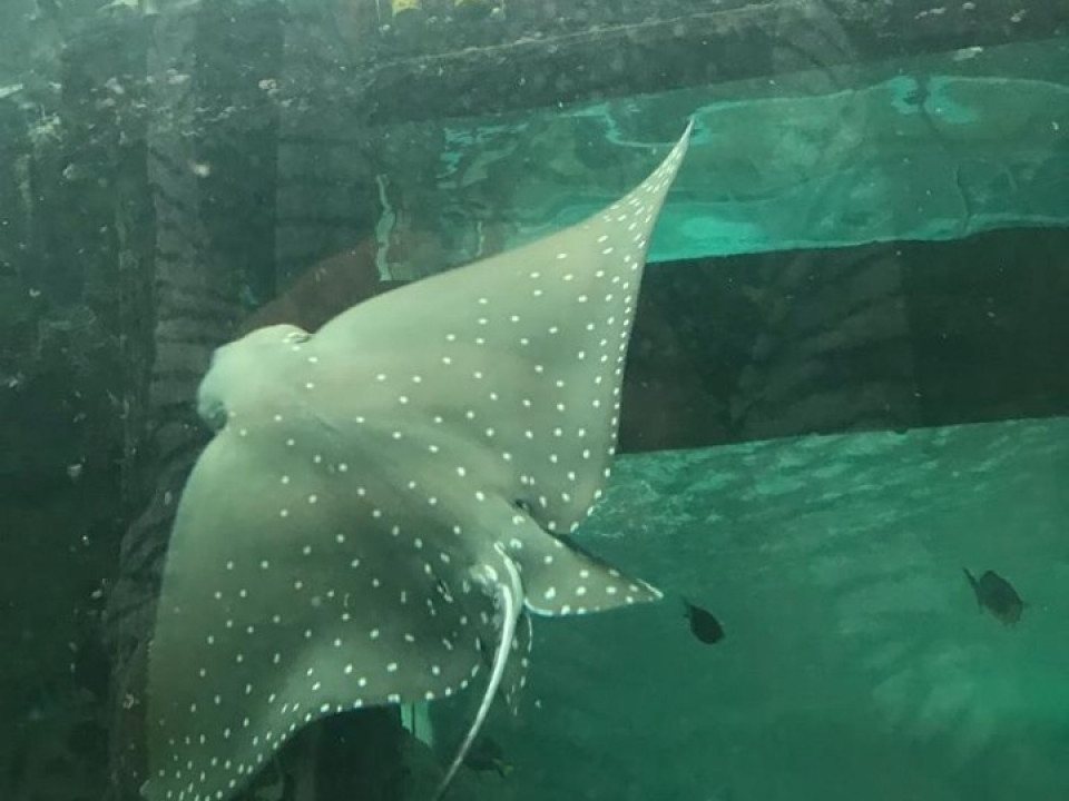 Uczniowie ZSJ w Australii