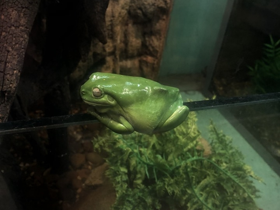 Uczniowie ZSJ w Australii