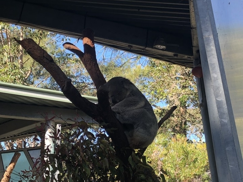 Uczniowie ZSJ w Australii