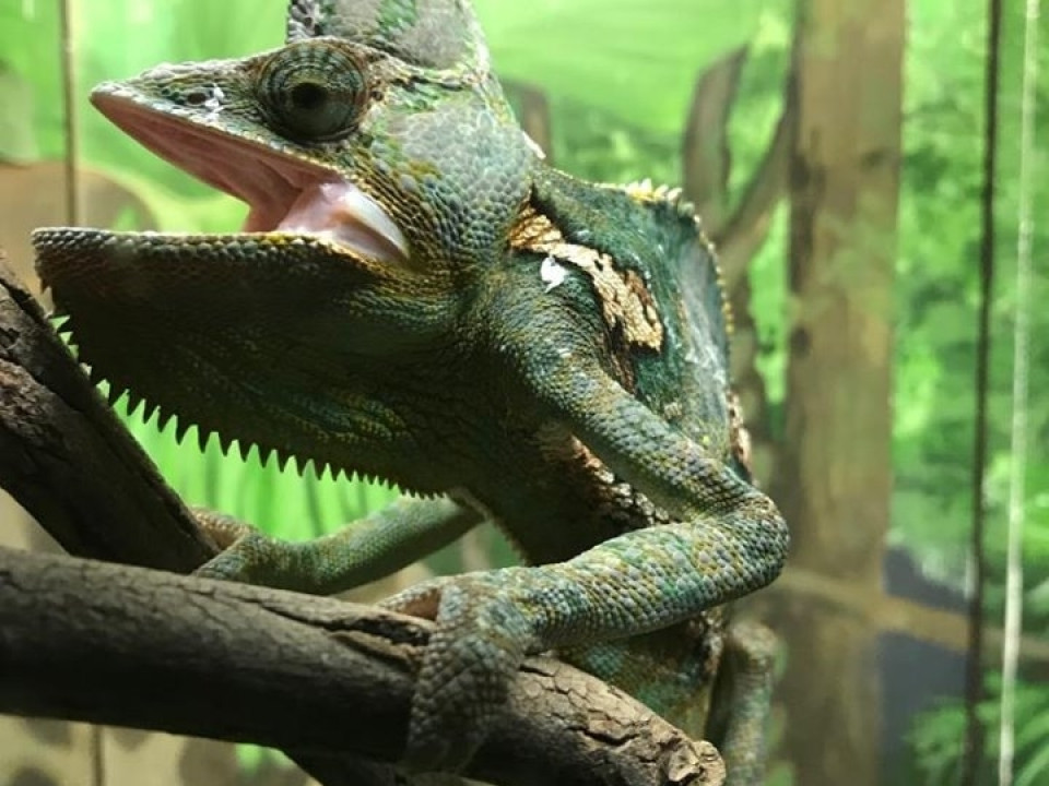 Uczniowie ZSJ w Australii