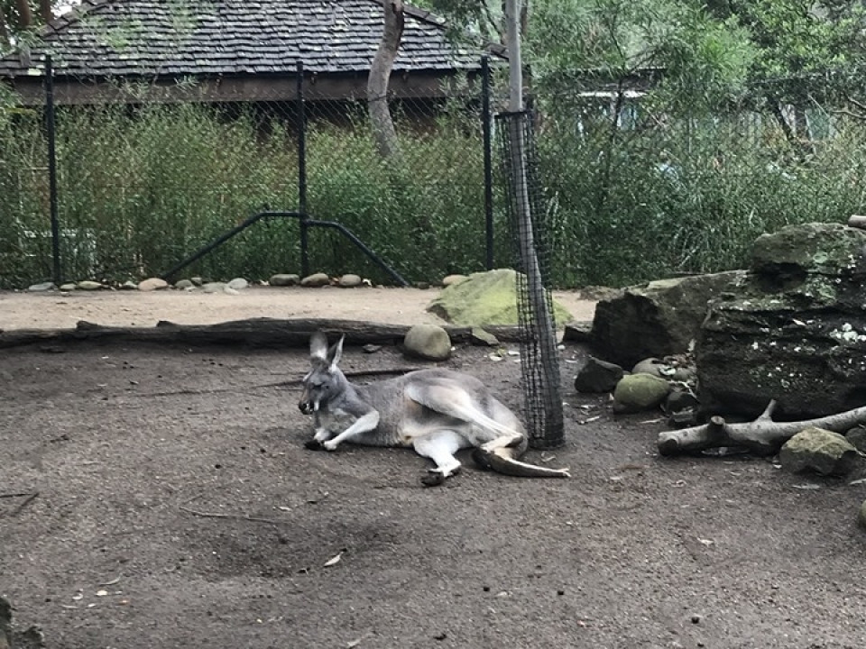 Uczniowie ZSJ w Australii
