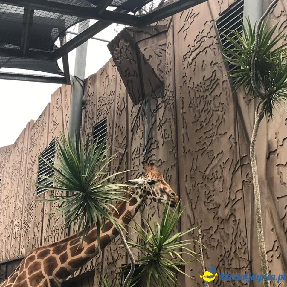 Uczniowie ZSJ w Australii