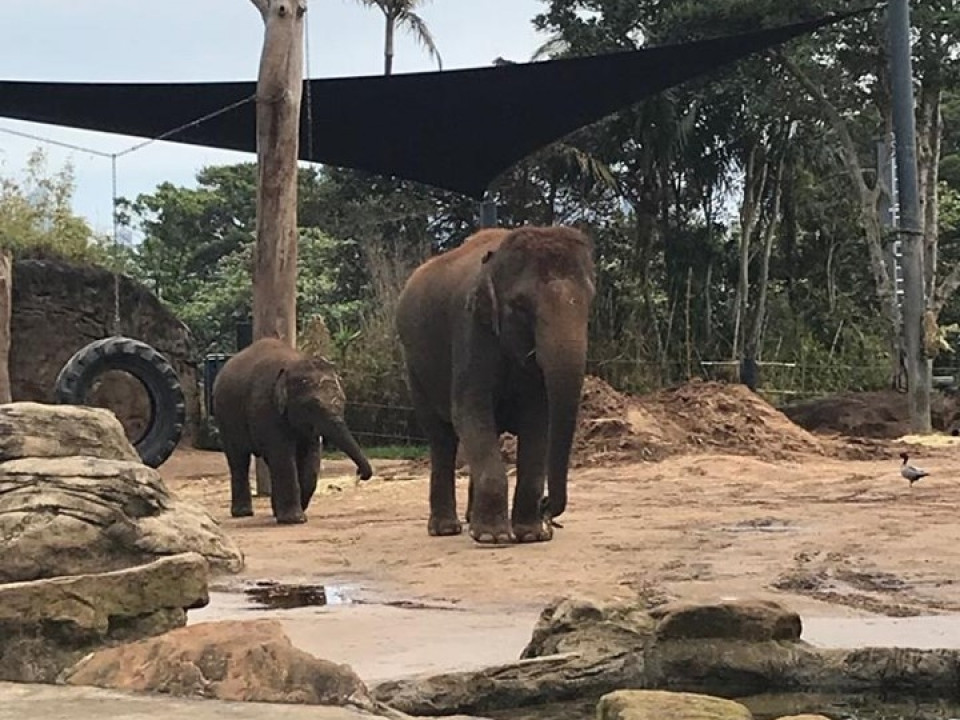 Uczniowie ZSJ w Australii