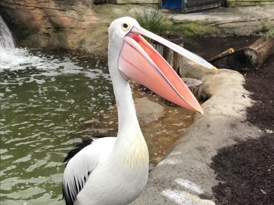 Uczniowie ZSJ w Australii