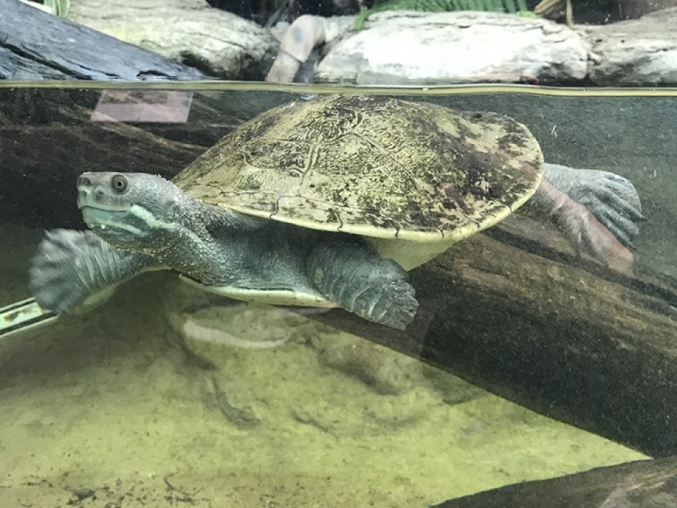 Uczniowie ZSJ w Australii