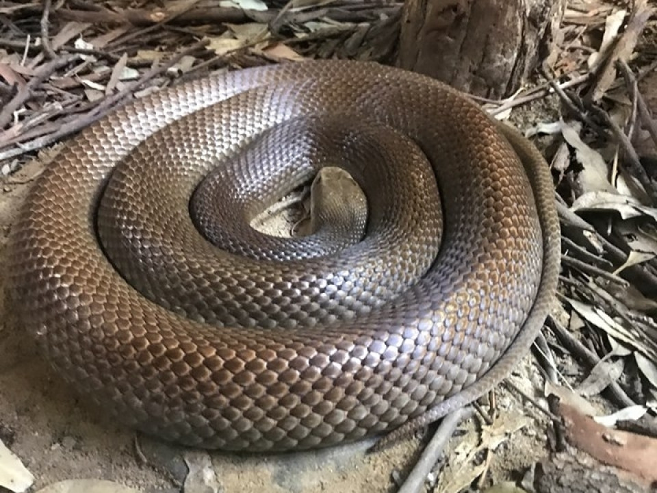 Uczniowie ZSJ w Australii