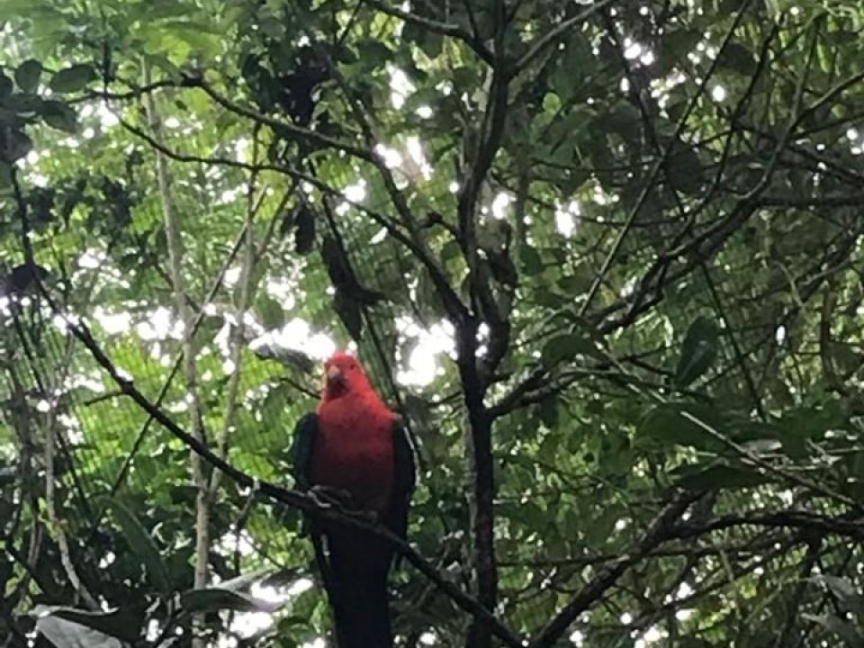 Uczniowie ZSJ w Australii