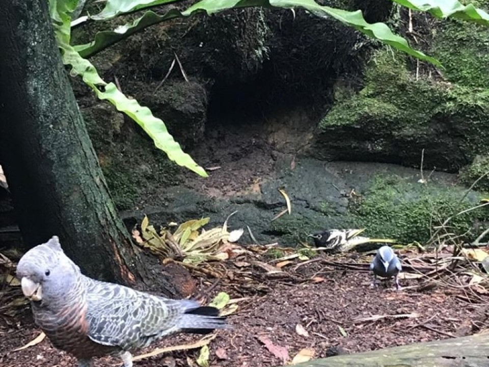 Uczniowie ZSJ w Australii