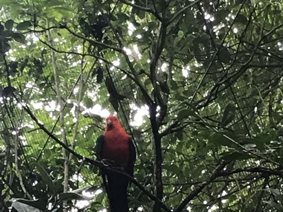 Uczniowie ZSJ w Australii