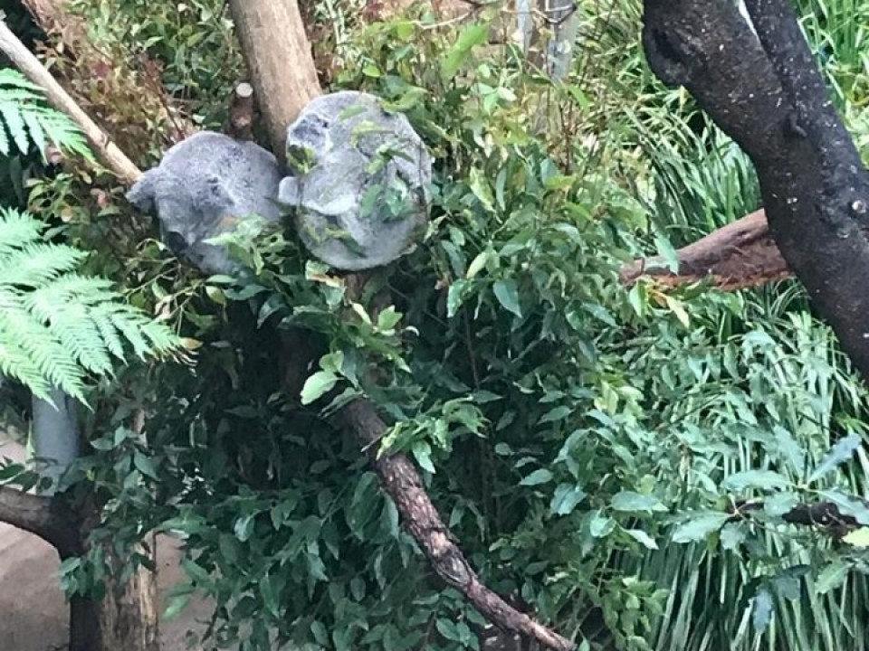 Uczniowie ZSJ w Australii