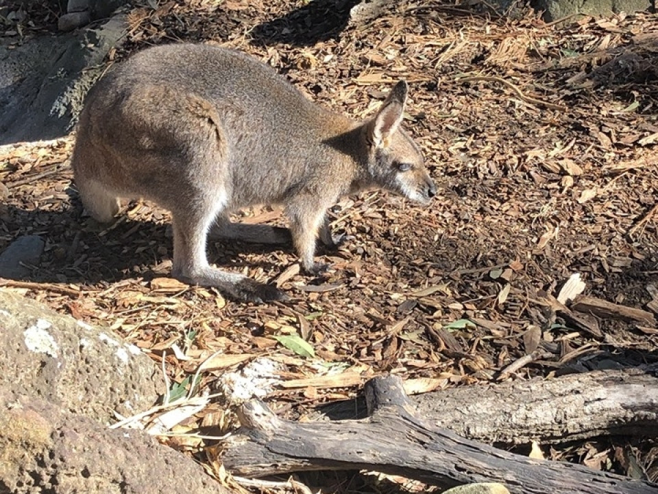 Uczniowie ZSJ w Australii