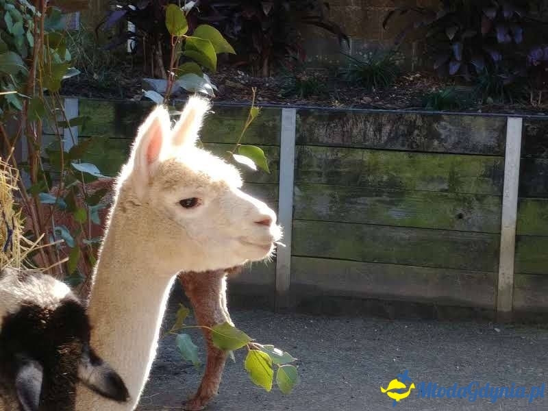 Uczniowie ZSJ w Australii