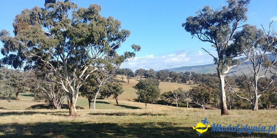 Uczniowie ZSJ w Australii