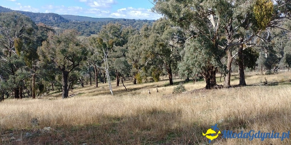 Uczniowie ZSJ w Australii