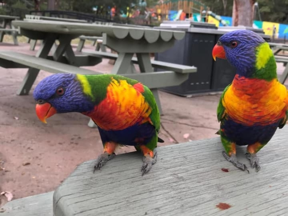 Uczniowie ZSJ w Australii