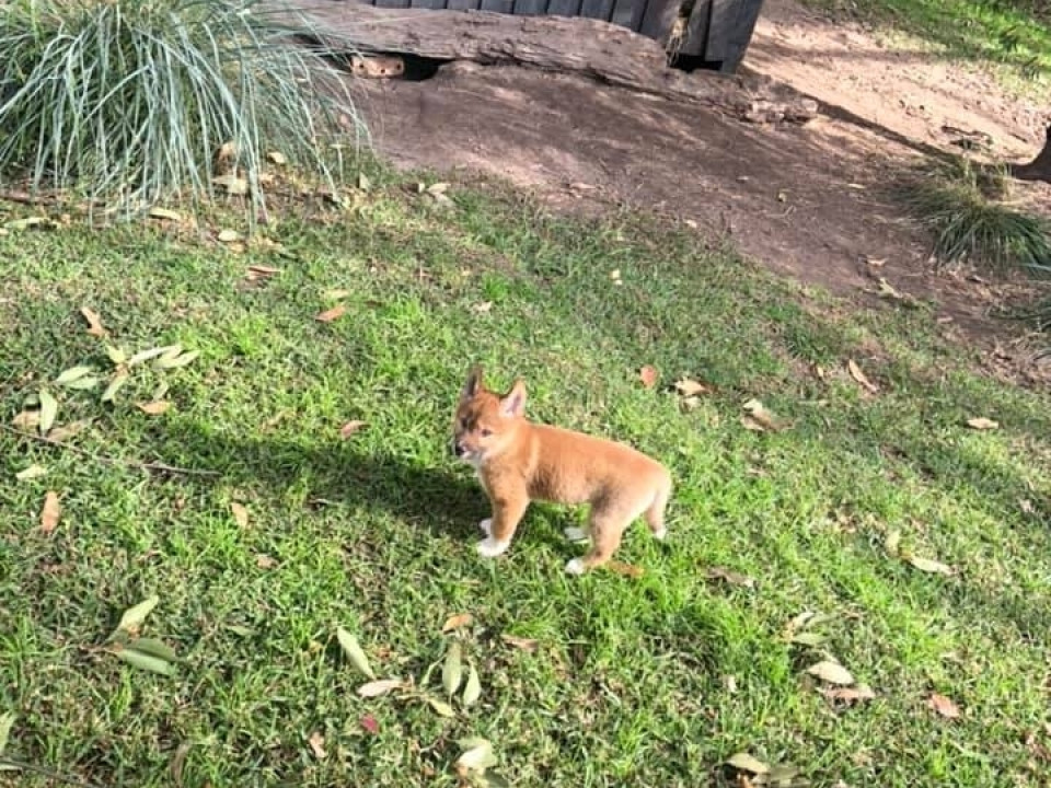 Uczniowie ZSJ w Australii