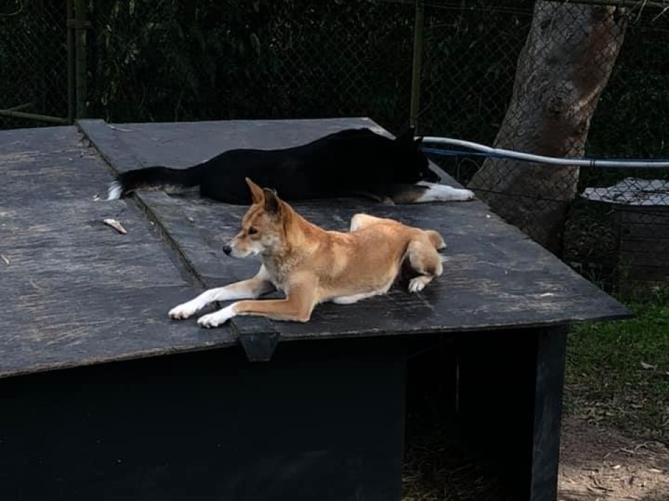 Uczniowie ZSJ w Australii